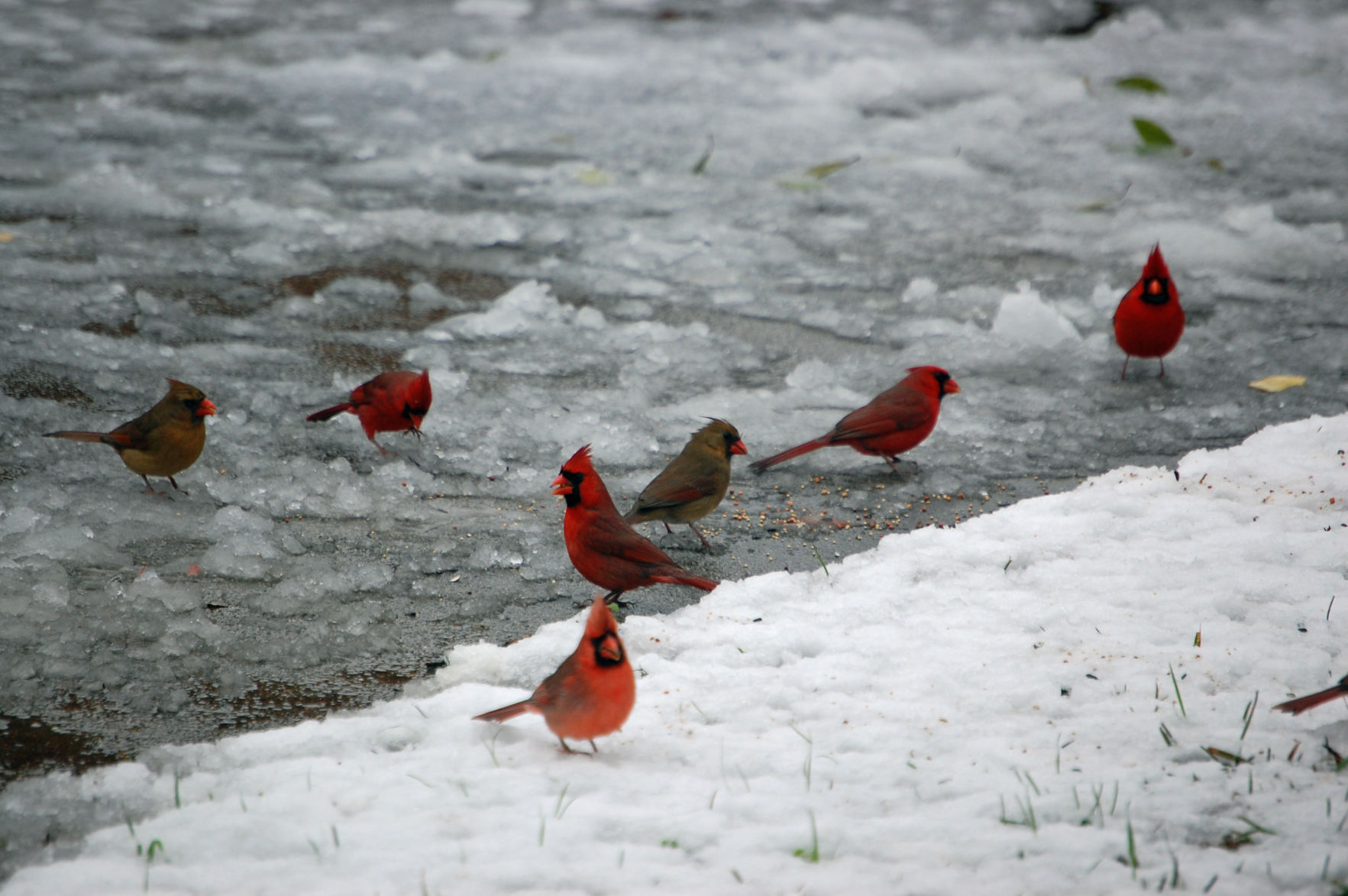 121108 cold cardinals2 mhh.jpg